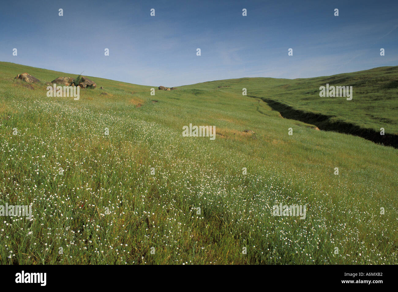 Wildflowers in green grass field ranch pasture in spring Mariposa County Sierra Foothils California Stock Photo