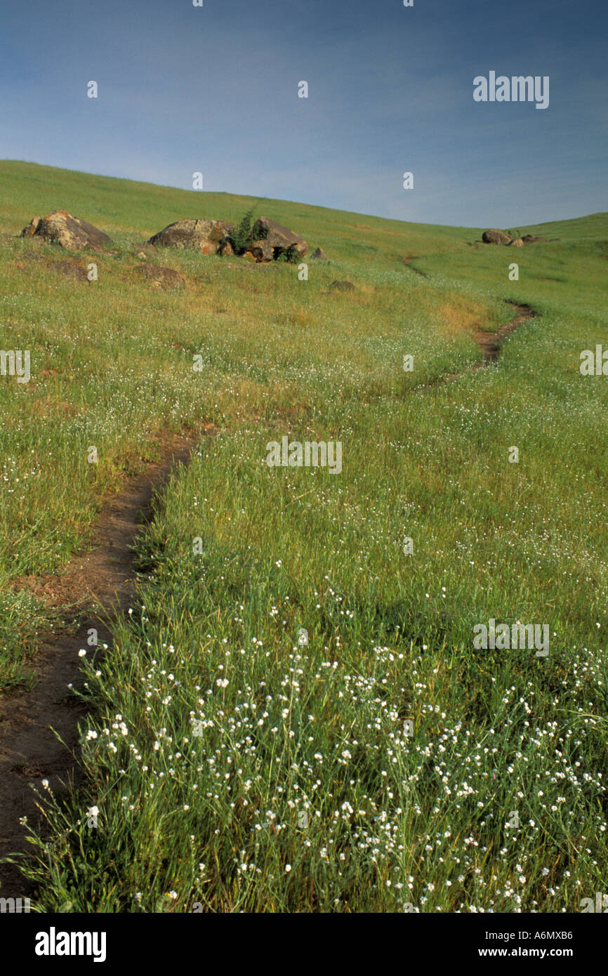 Trail through wildflowers and green grass field ranch pasture in spring Mariposa County Sierra Foothils California Stock Photo
