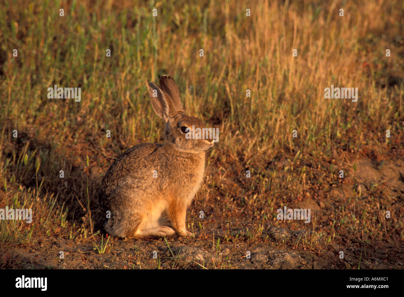 Rabbit in grass field ranch pasture in spring Mariposa California Stock ...