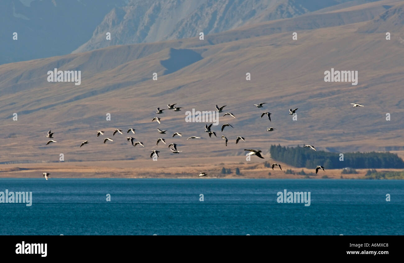 Lake Tekapo on South Island in scenic New Zealand Stock Photo - Alamy