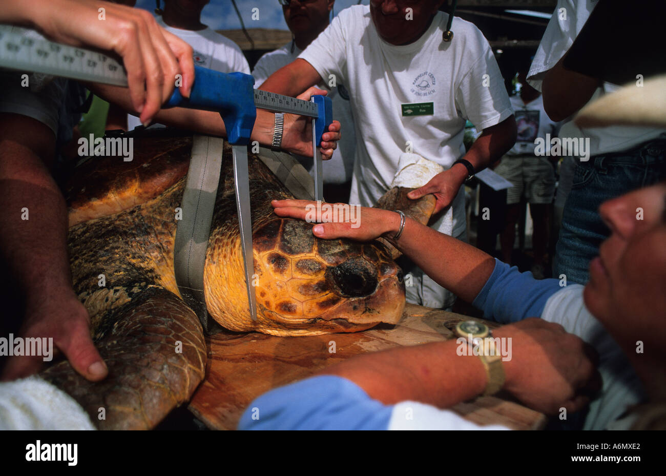 loggerhead-turtle-caretta-caretta-being-measured-by-volunteers-prior-to