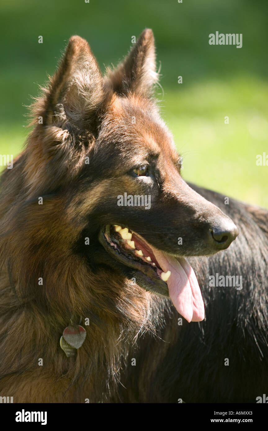 Long Coat German Shepherd Dog High Resolution Stock Photography and ...