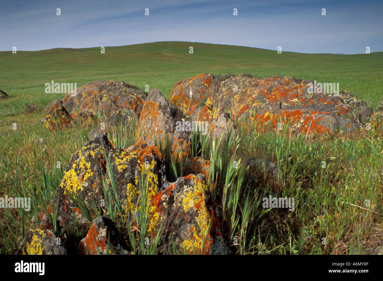 Green grass and lichen on rocks in ranch pasture field in spring Mariposa County California Stock Photo