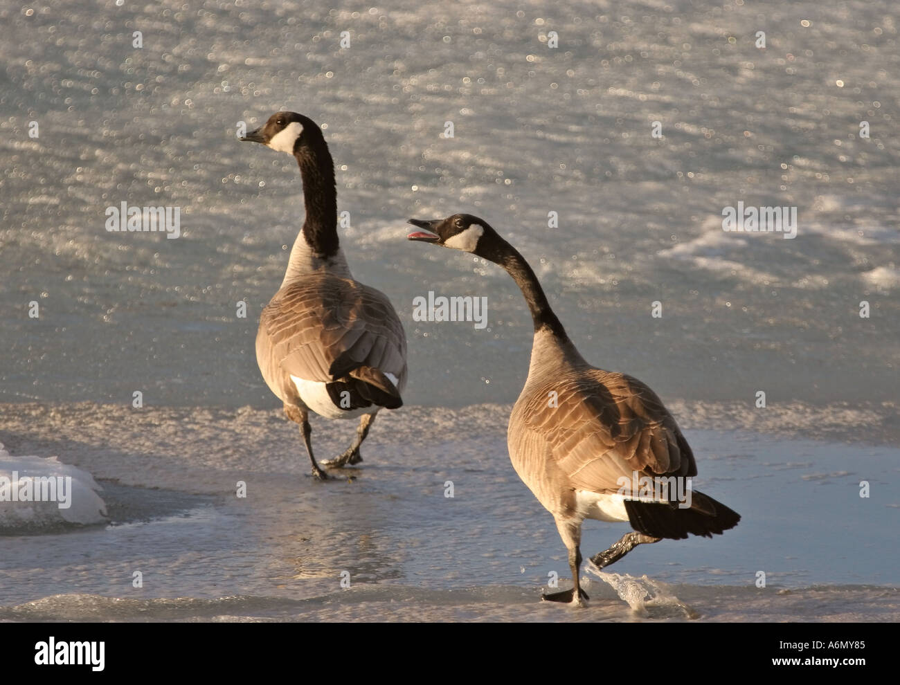 Canada Geese on melting ice of Buffalo Pound Lake in scenic