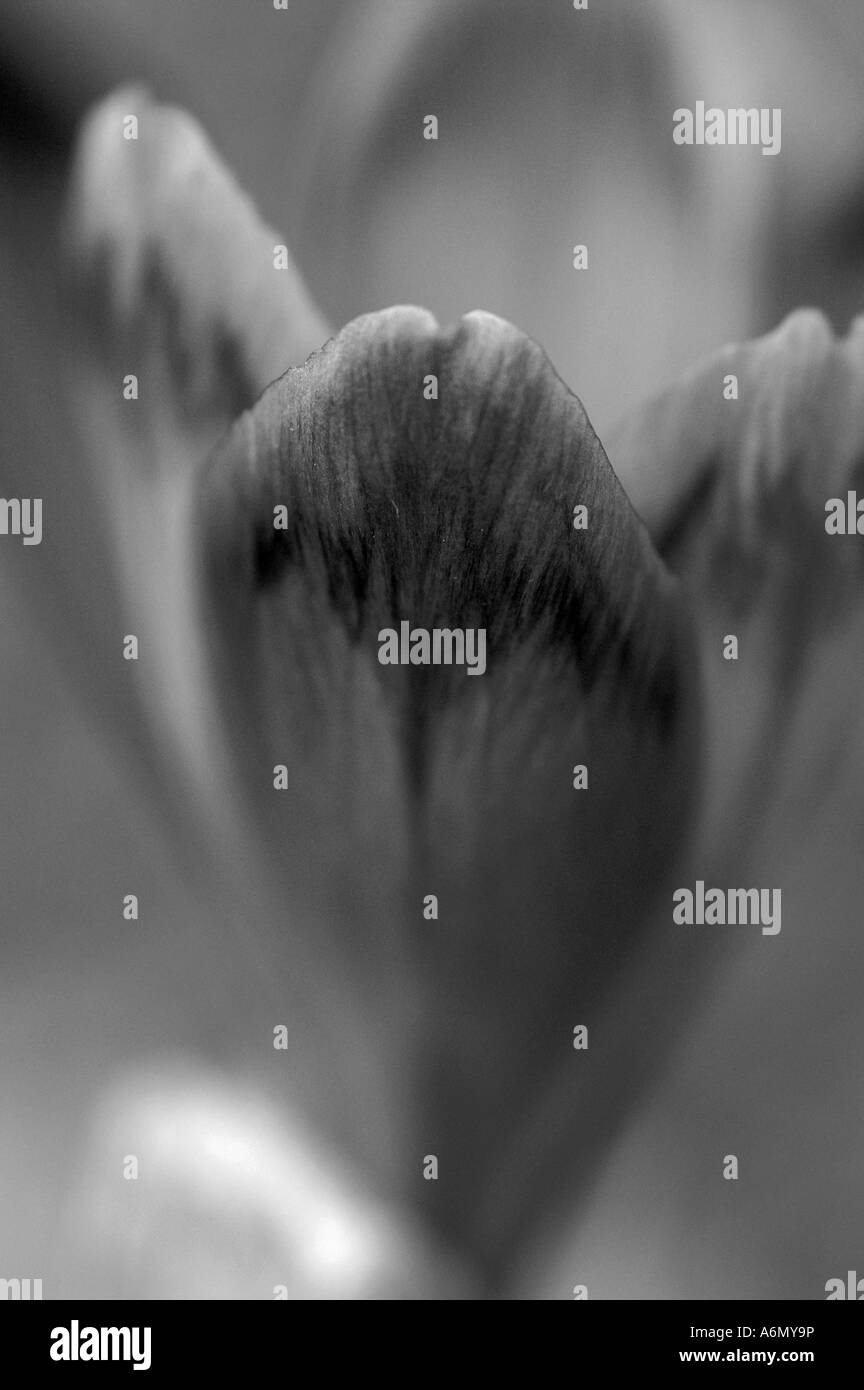Saffron detail Black and White Stock Photos & Images Alamy