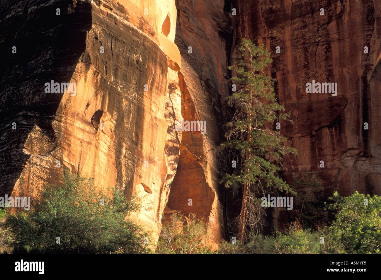 Trees and red sandstone cliffs along the Zion Mt Carmel Highway Zion ...