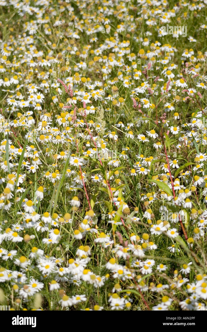 Field of daisies in the height of summer Stock Photo Alamy
