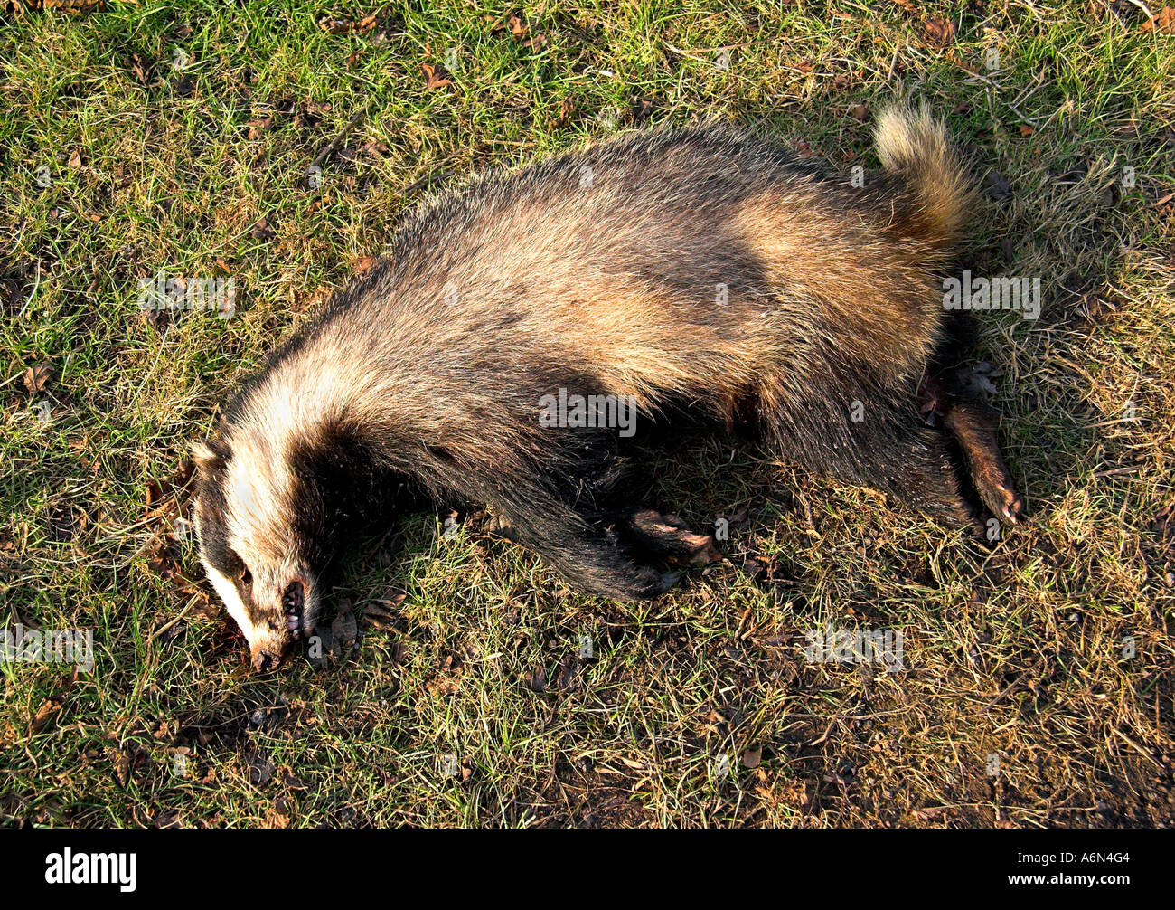 Dead Badger Road Kill Animals Environment Wales Stock Photo Alamy