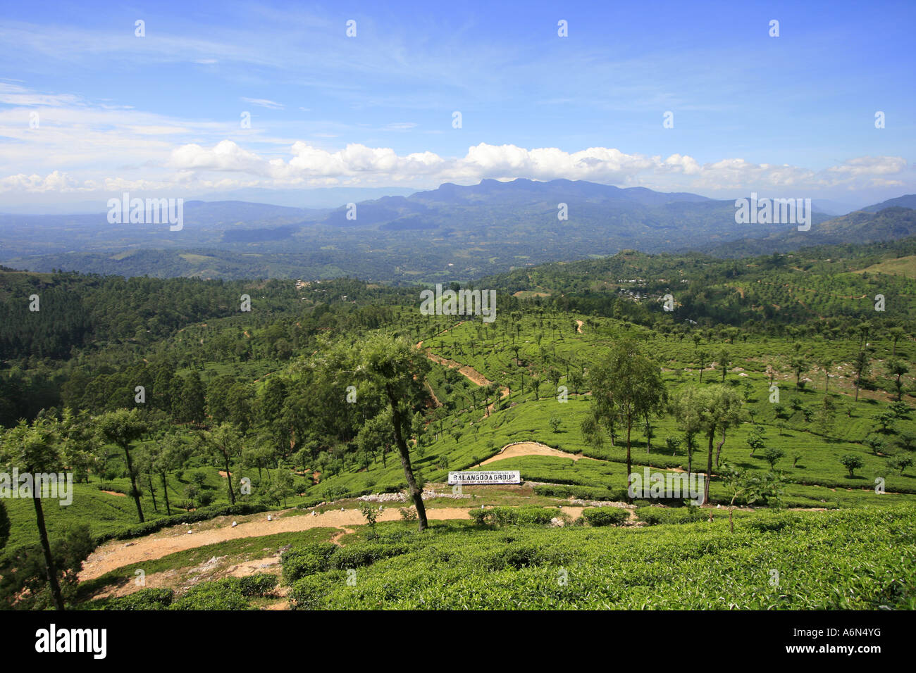 Balangoda Estate Tea Plantation Sri Lanka Stock Photo Alamy