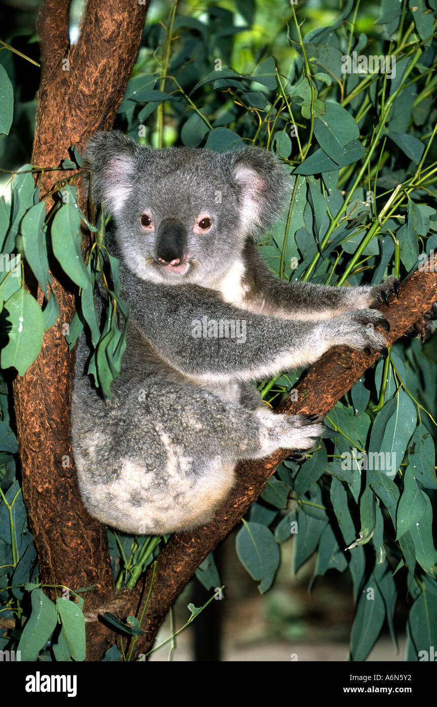 A Koala bear in a Eucalyptus tree Stock Photo