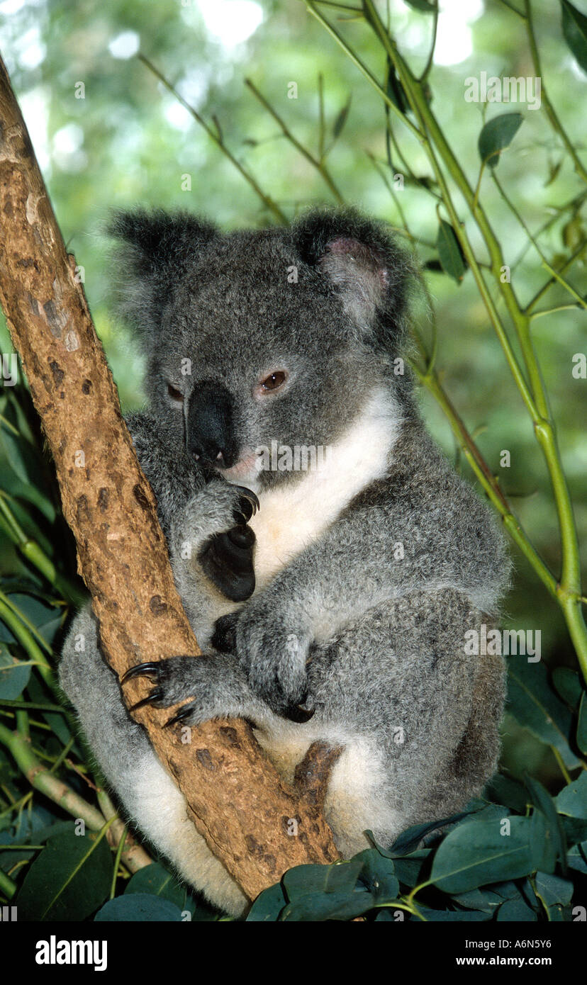 Koala Bear sitting in eucalyptus tree at a zoo near Sydney Australia Stock Photo