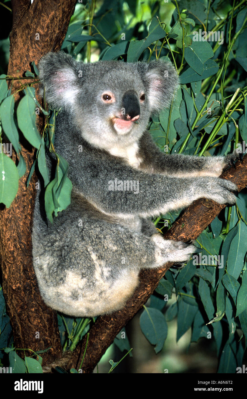 Koala Bear in Eucalyptus tree Stock Photo