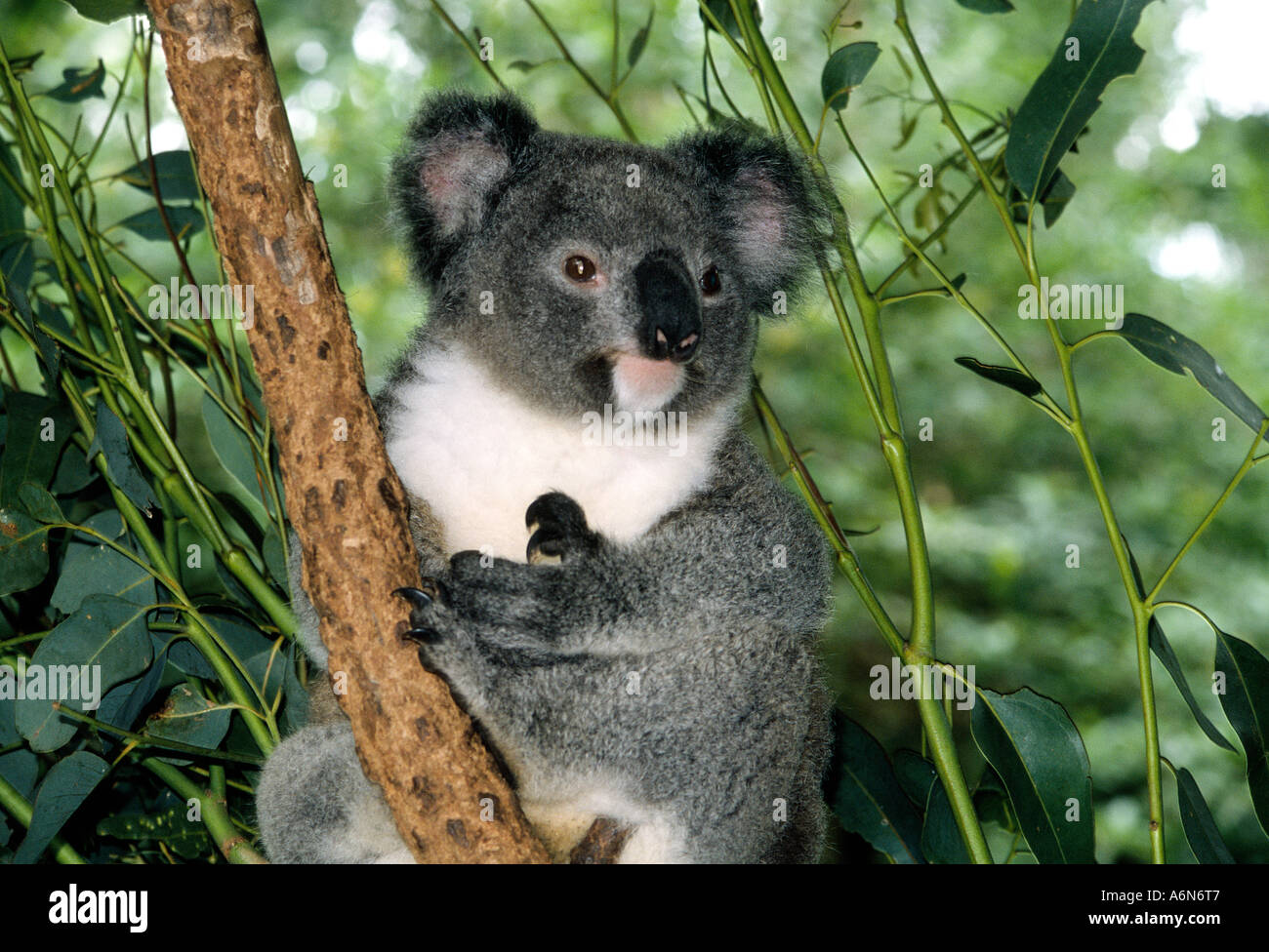 Koala Bear in eucalyptus tree at zoo near Sydney Australia Stock Photo