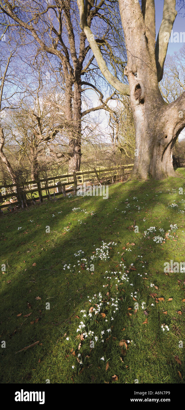 St leonard’s church beoley hi-res stock photography and images - Alamy
