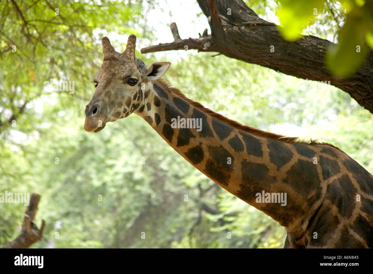 Giraffe looking behind hires stock photography and images Alamy
