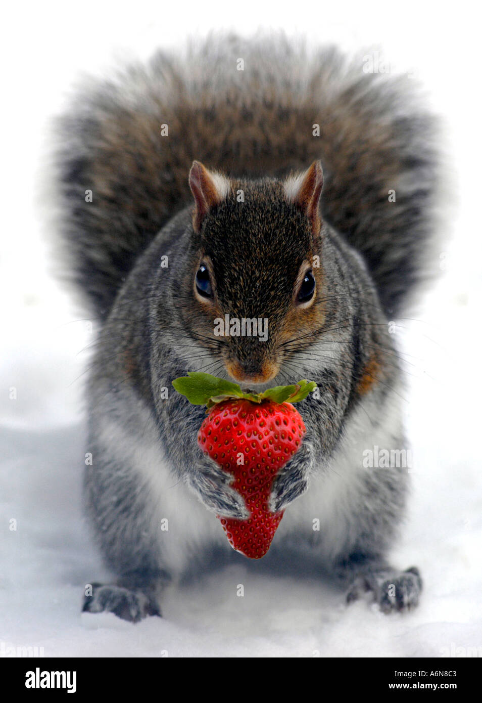 Squirrel holding strawberry Stock Photo Alamy