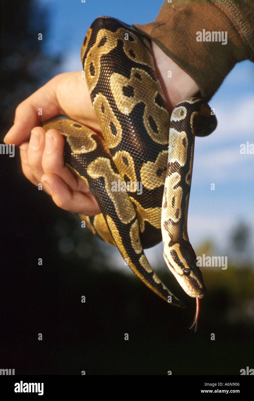 Man with snake tongue hi-res stock photography and images - Alamy