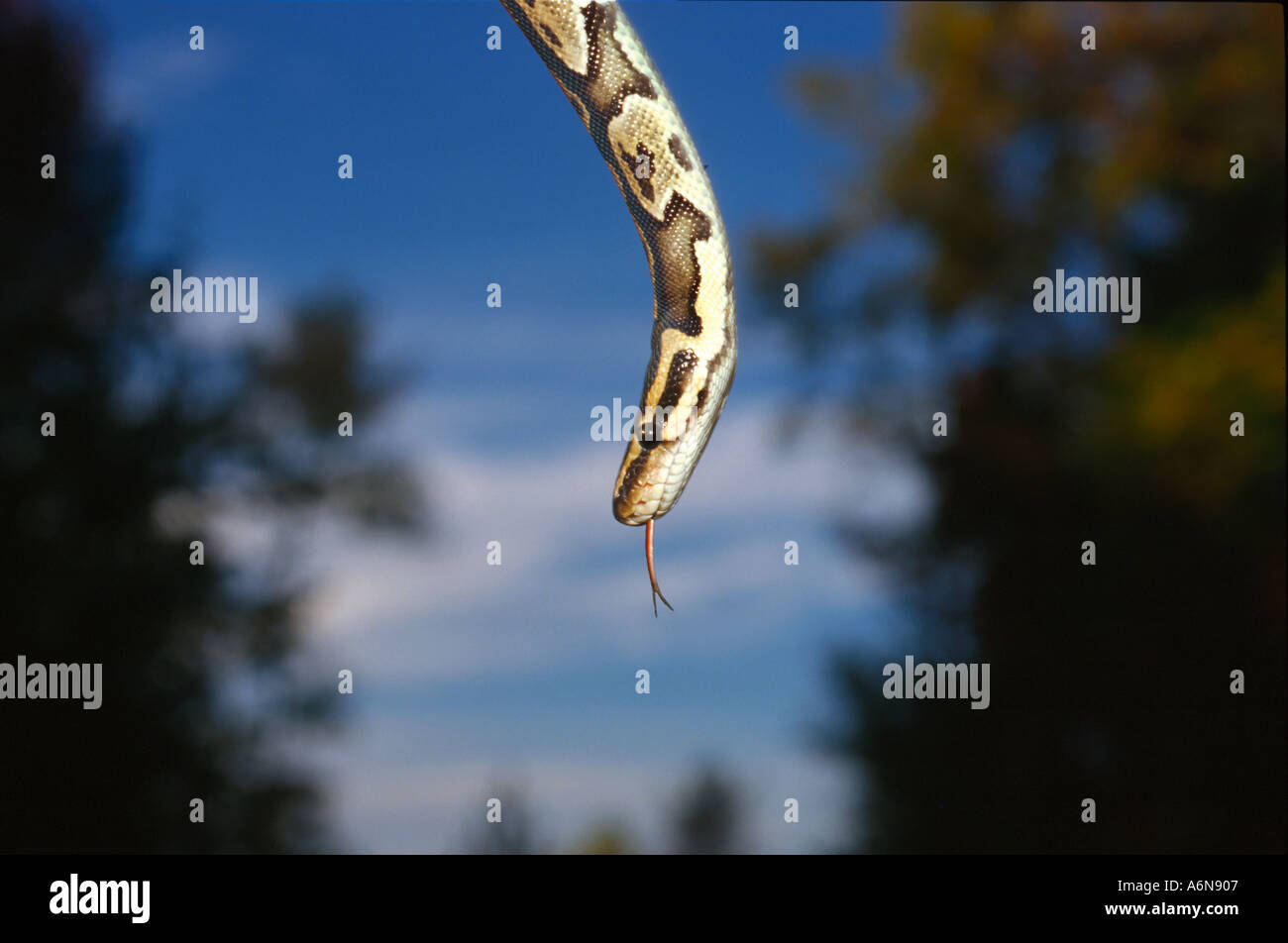 Ball python hanging from tree Stock Photo - Alamy