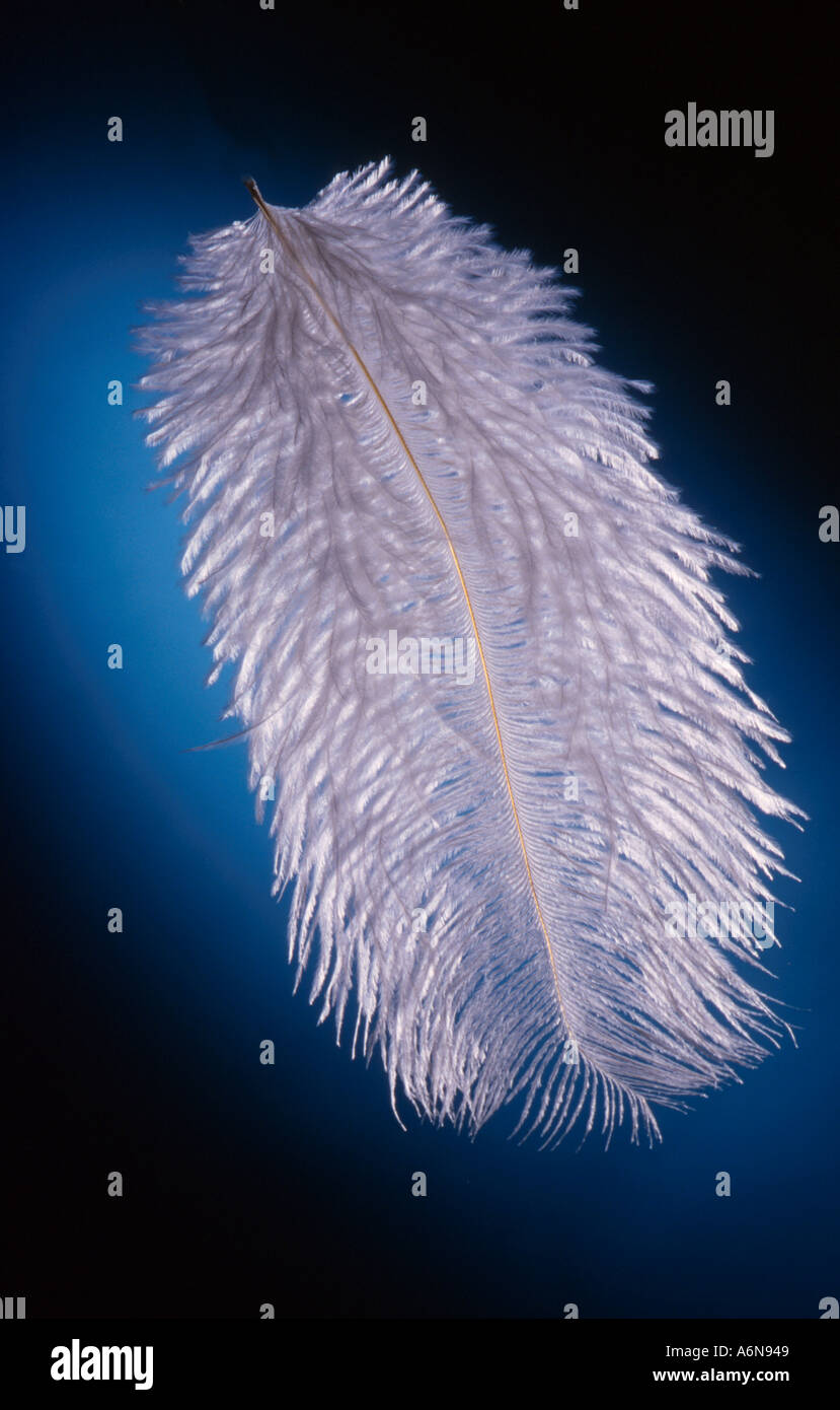 Ostrich feather floating in air Stock Photo - Alamy