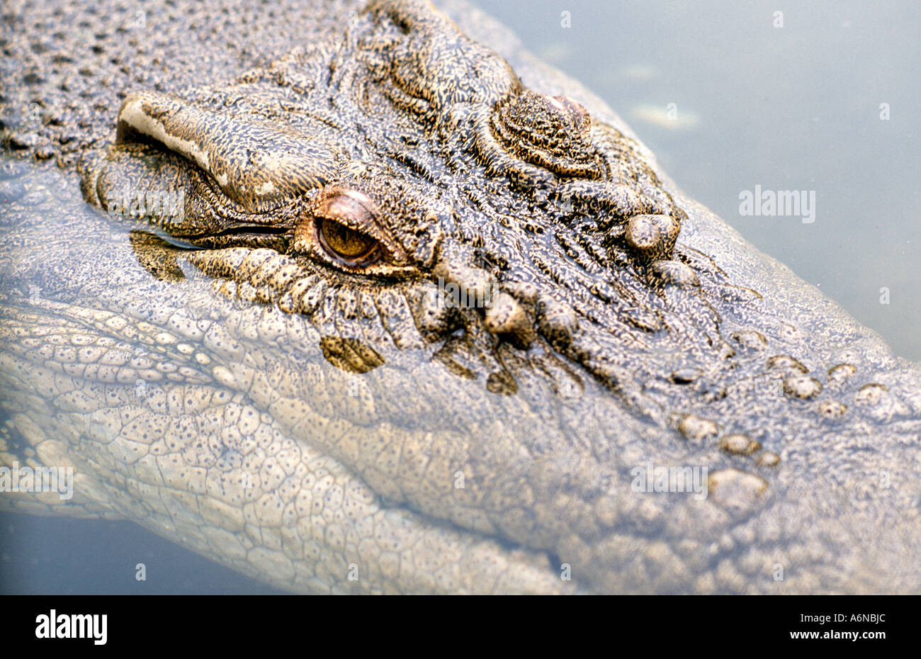 Crocodile Close up near Cairns Australia Stock Photo