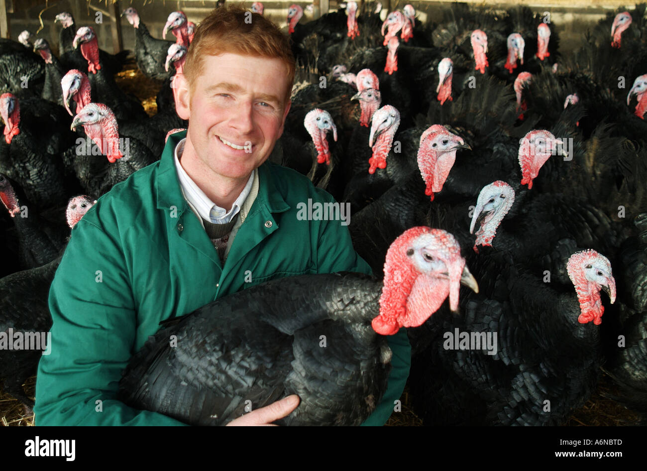 norfolk turkey farmer holding rare breed turkey Stock Photo 6638028