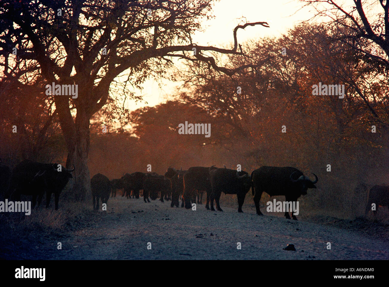 buffalo herd at dawn Stock Photo