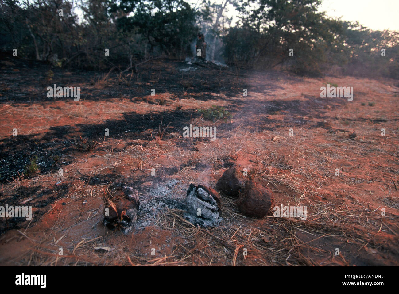 burning dung, Loxodonta africana Stock Photo Alamy