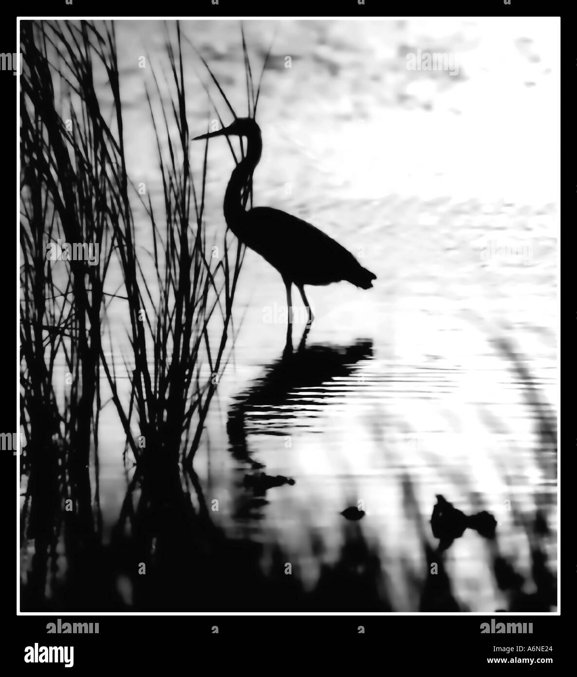Small Gray Heron In Sunrise fishing for breakfast at the waters edge in the dawn light Stock Photo