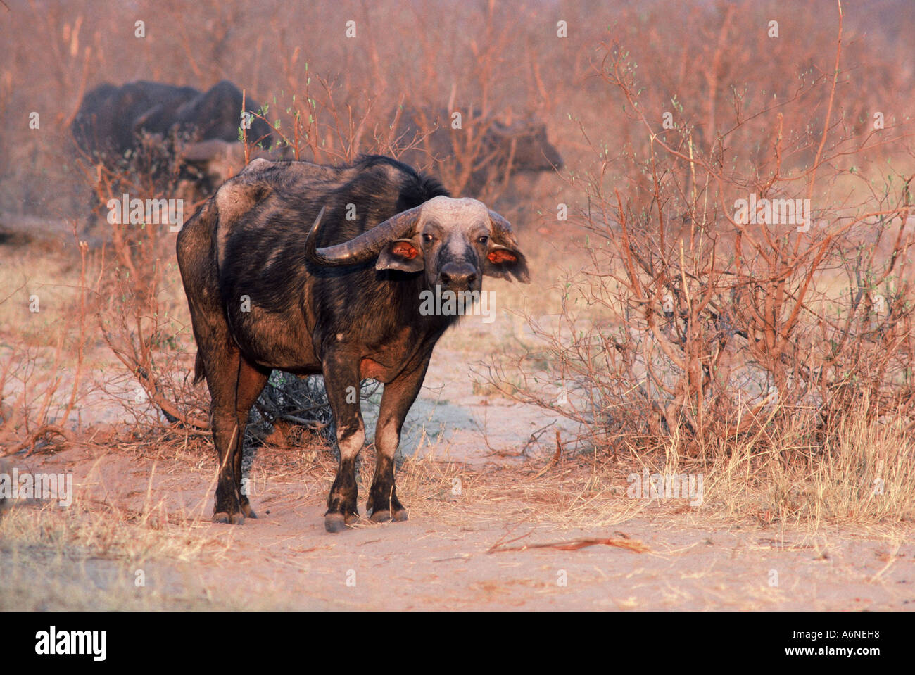 Buffalo cow with broken horn, Syncerus caffer Stock Photo