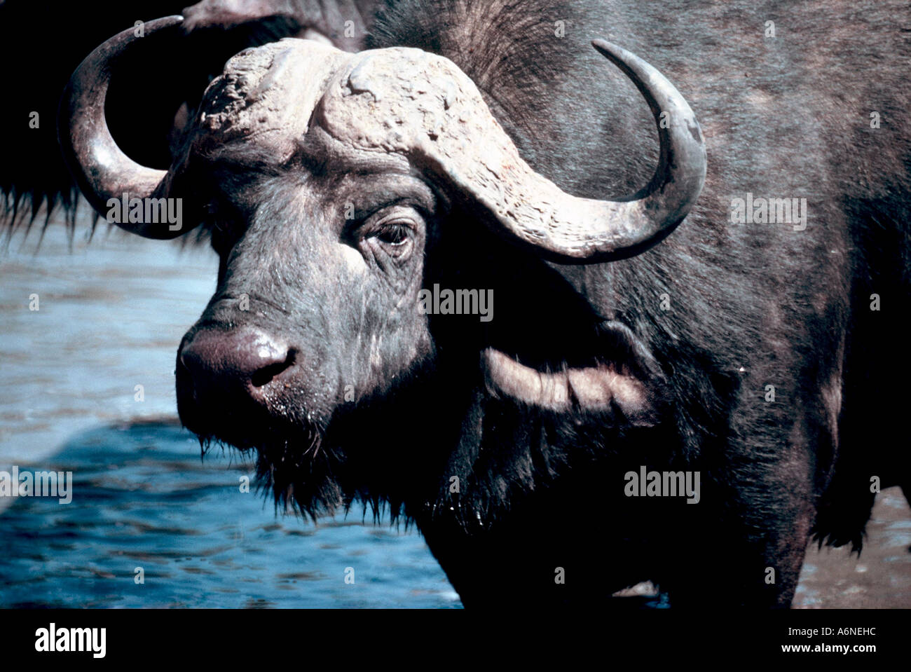 Buffalo portrait, Syncerus caffer Stock Photo