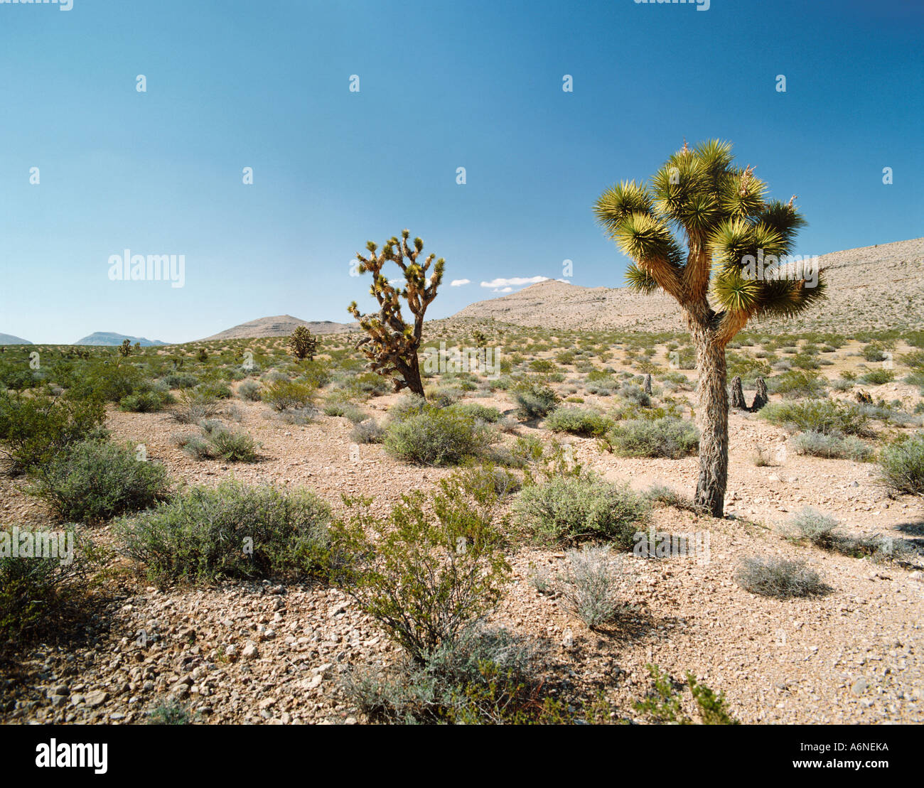 Mojave Desert Plants Stock Photos & Mojave Desert Plants Stock Images