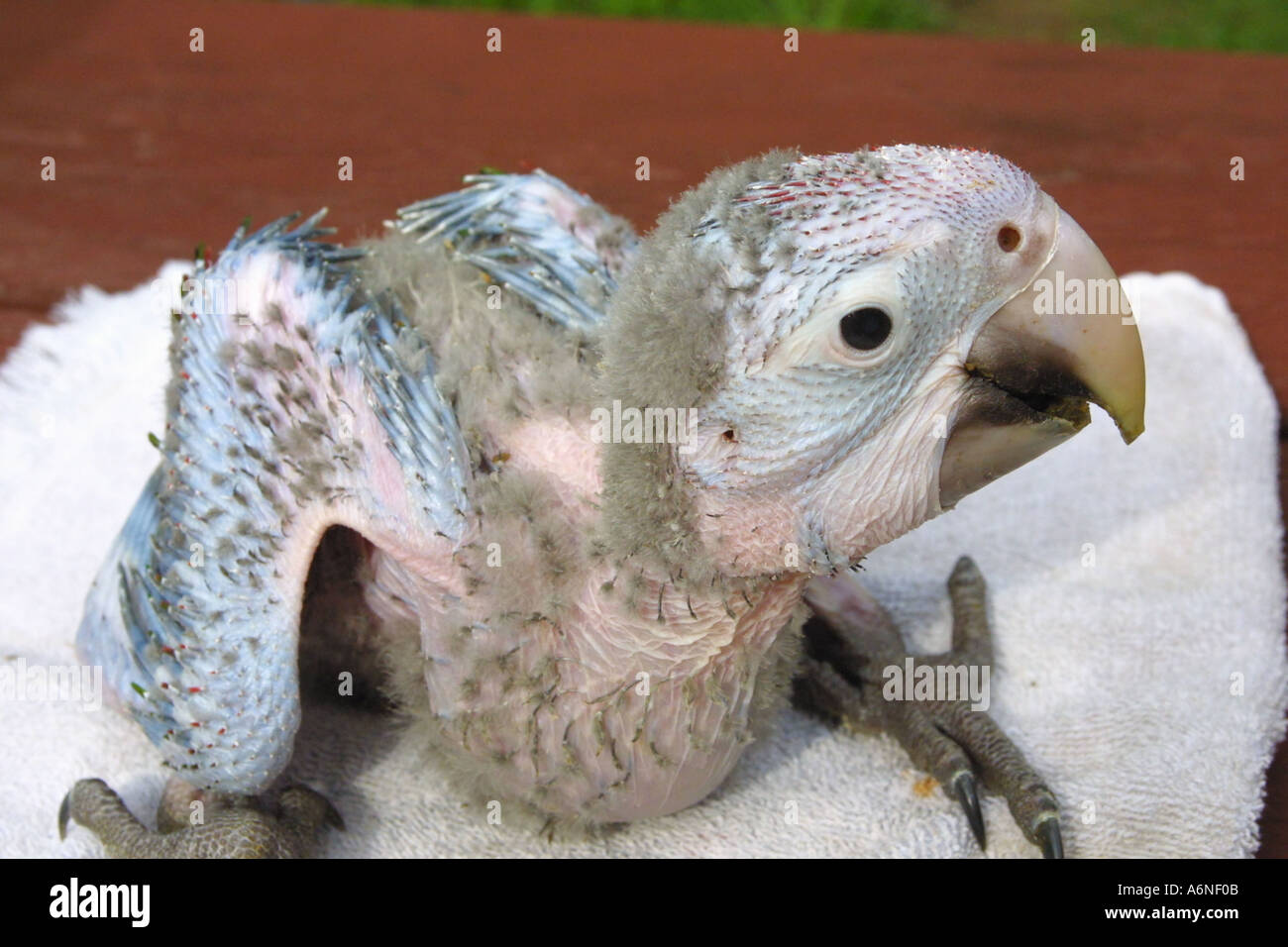 Parrot Chick Newly hatch Macaw Parrot chick Stock Photo 2154250 Alamy
