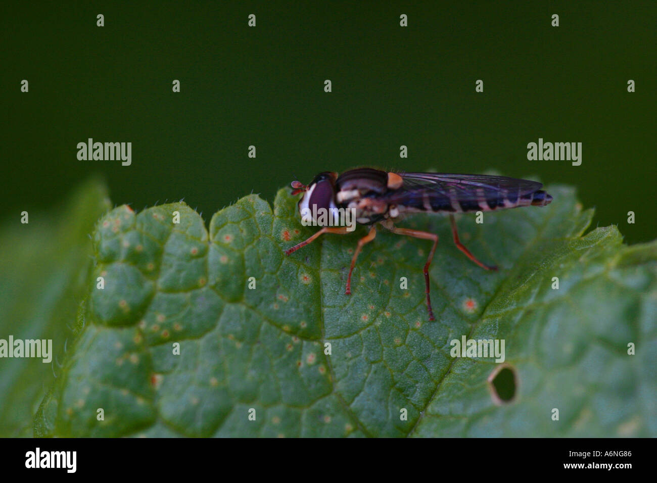 Secrete Insect Secret life of insect hi-res stock photography and images - Alamy