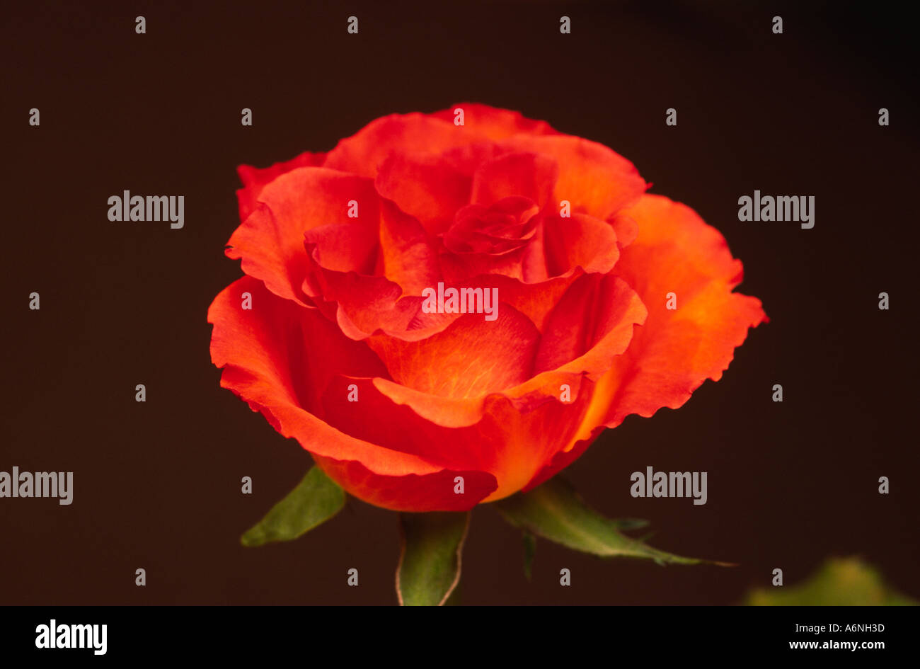 red rose rosa Stock Photo