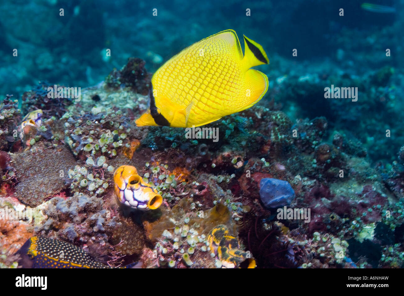Latticed butterflyfish Stock Photo