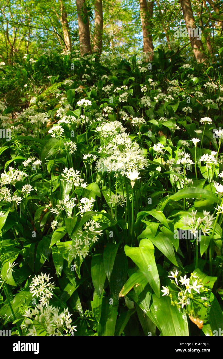 Garlic wild flowers hires stock photography and images Alamy
