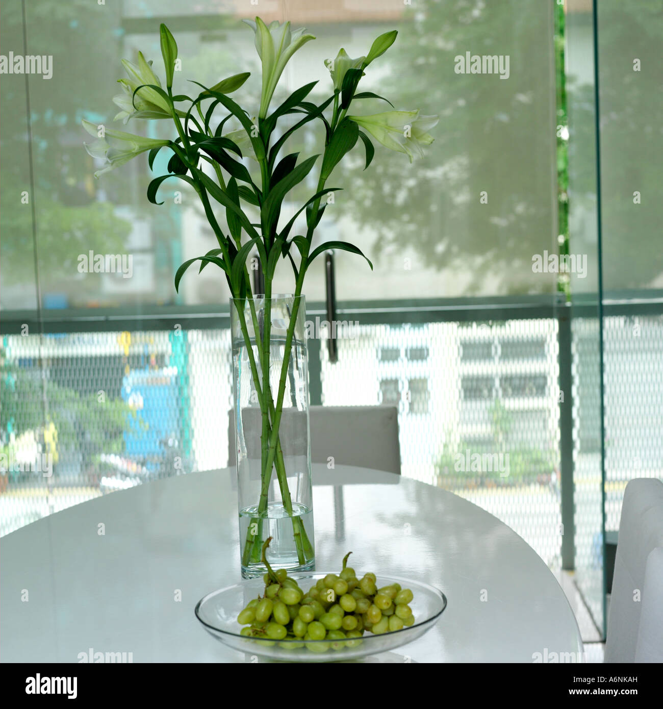 Lucky plant sale for dining table