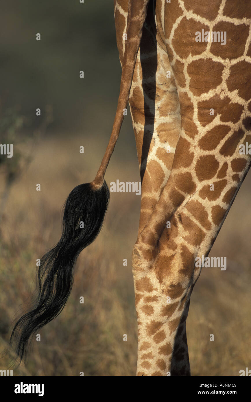 член у жирафа длина фото 53