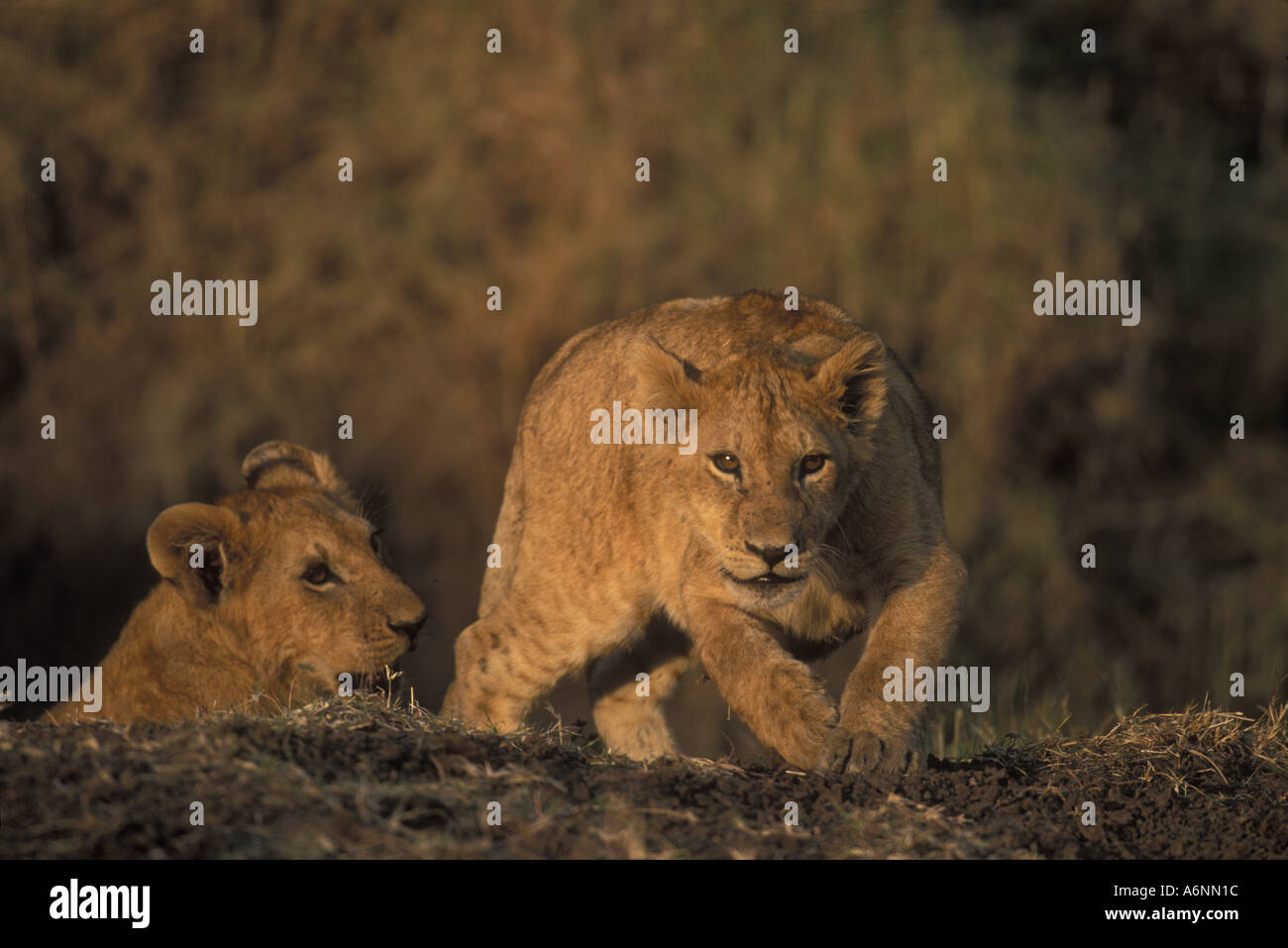 Africa Kenya Masai Mara Game Reserve Lion cubs Panthera leo playing in ...