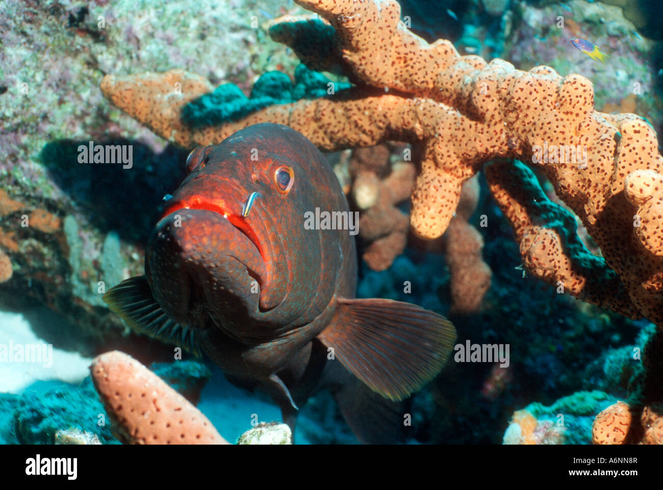 Tiger grouper with Cleaning goby Bonaire Netherlands Antilles Caribbean Atlantic Ocean Stock Photo