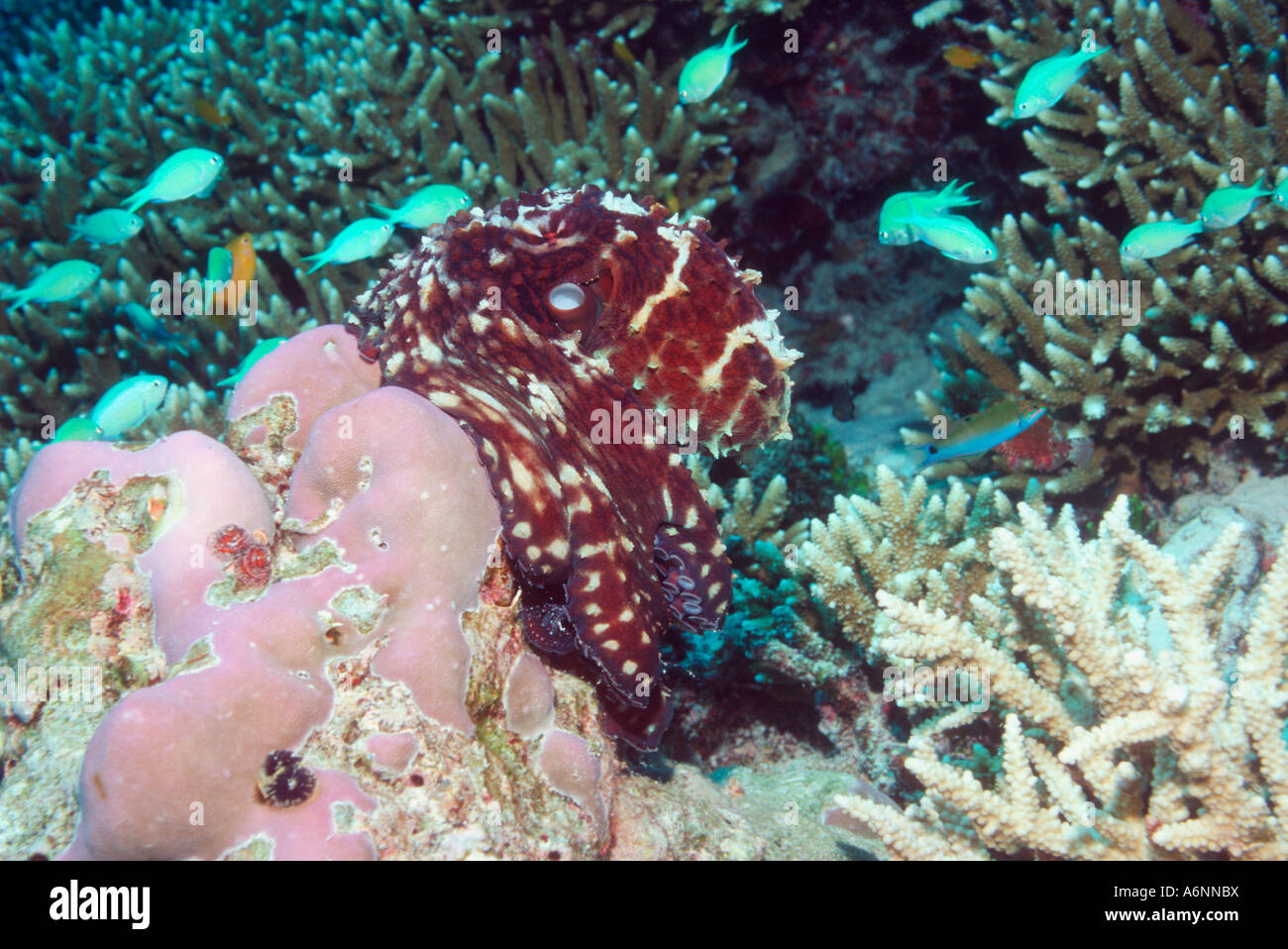 Day octopus Octopus cyanea being mobbed by Blue green Chromis Andaman Sea Thailand Stock Photo