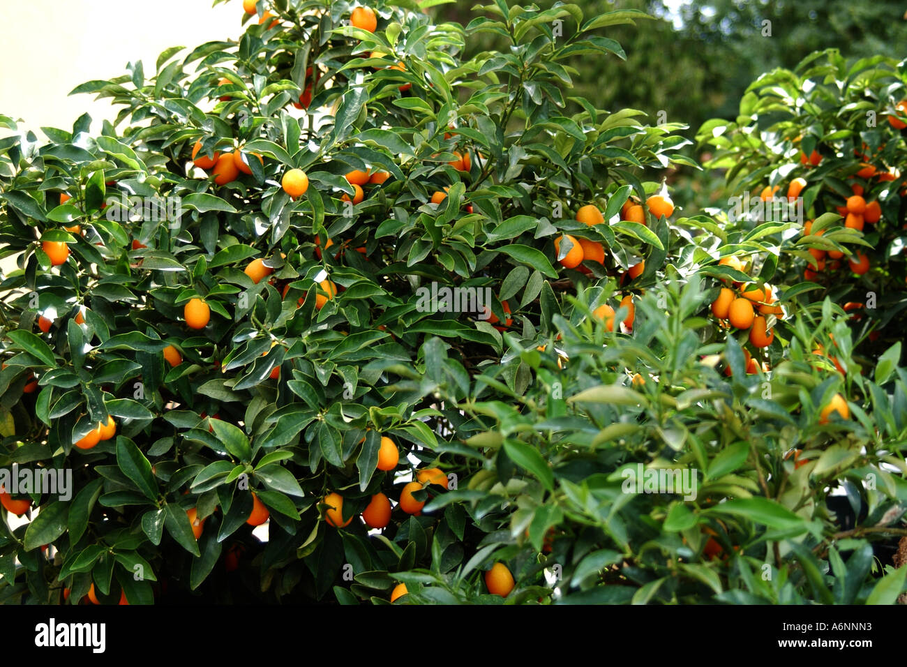 Kumquat corfu hires stock photography and images Alamy