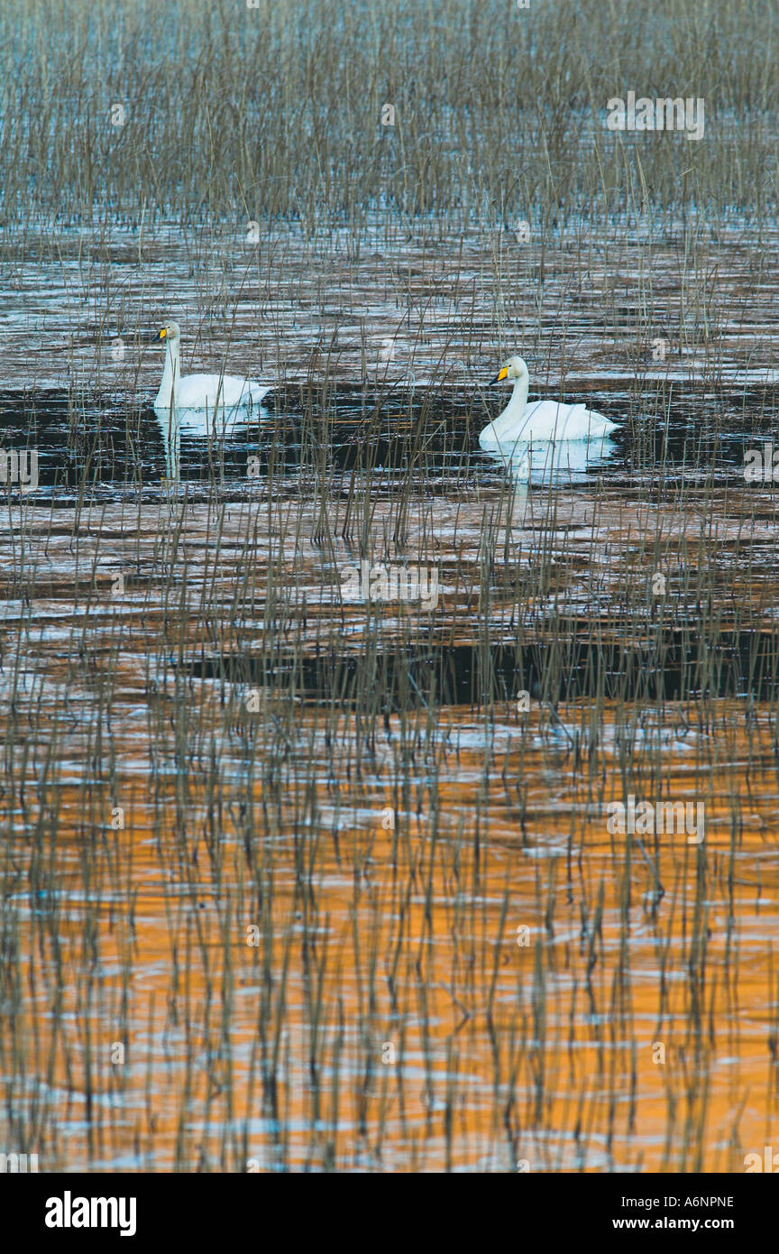 Whooper swans Cygnus cygnus on Loch Cill Chriosd near Torrin, Isle of Skye, Scotland Stock Photo
