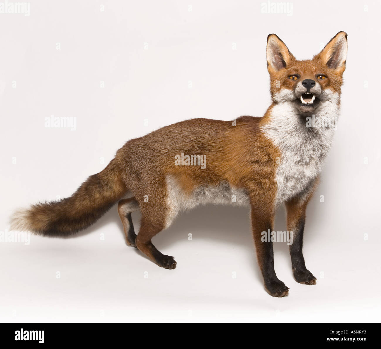 stuffed fox sitting
