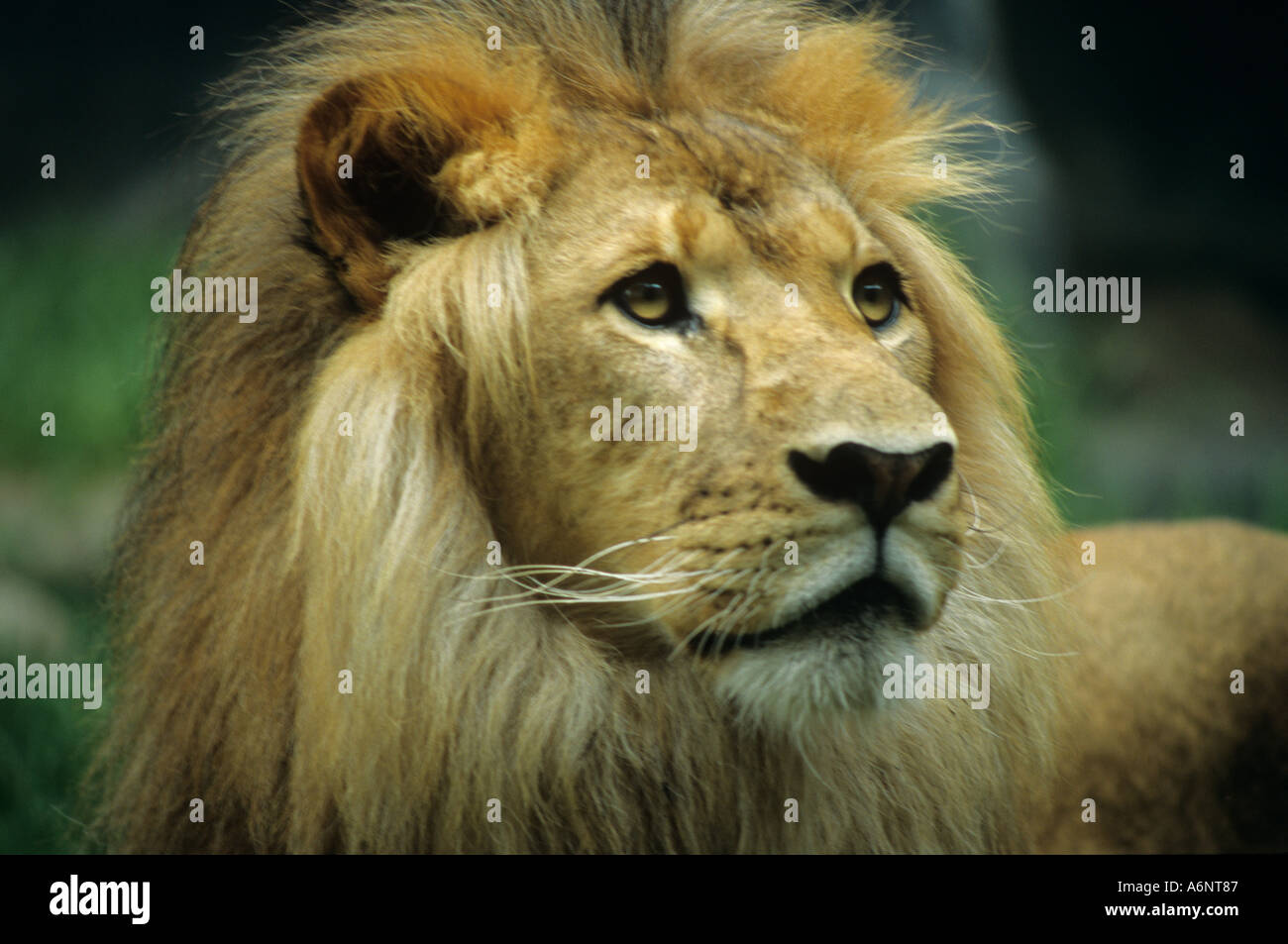 Male with mane hi-res stock photography and images - Alamy