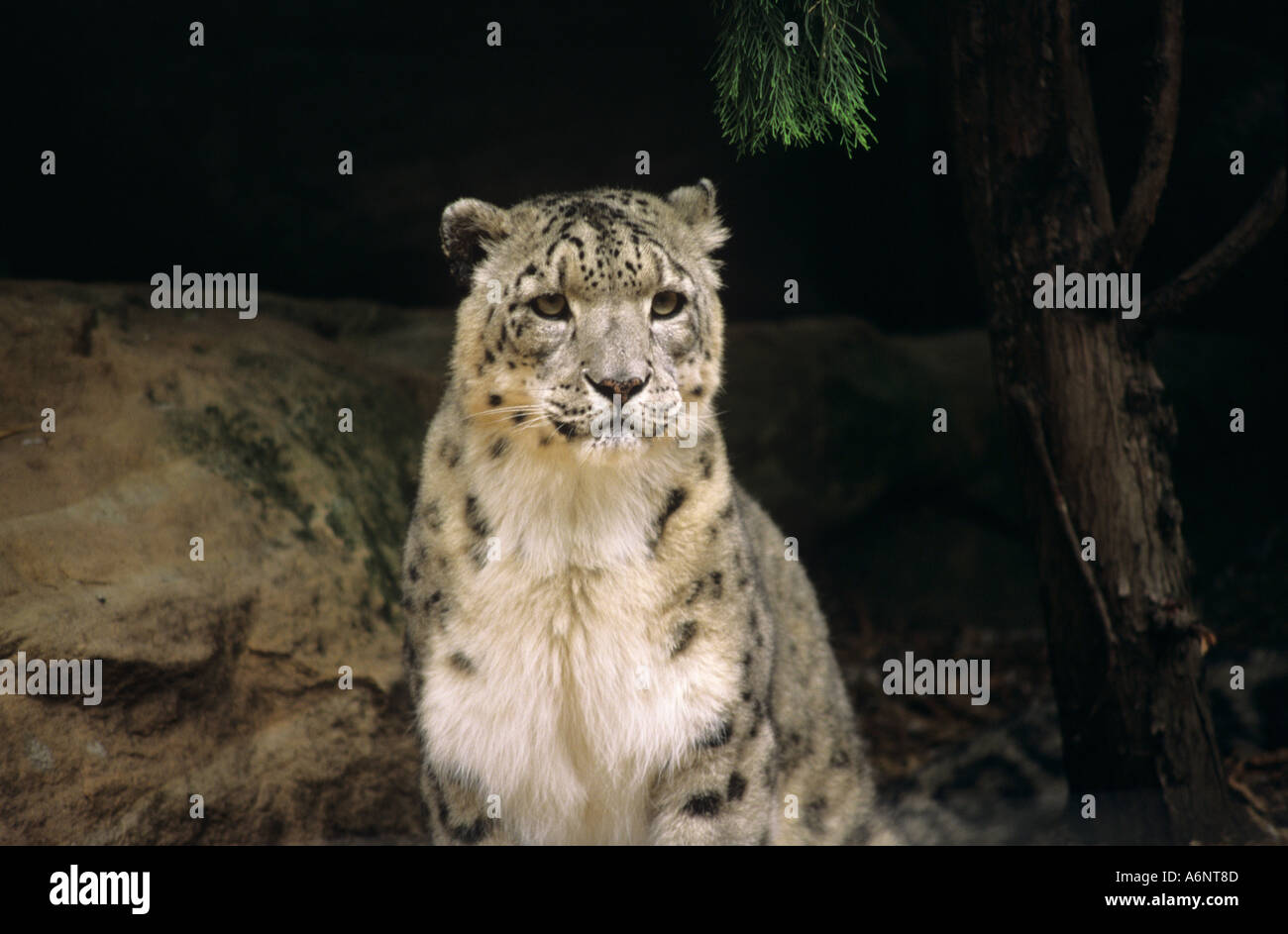 Black and white leopard hi-res stock photography and images - Alamy