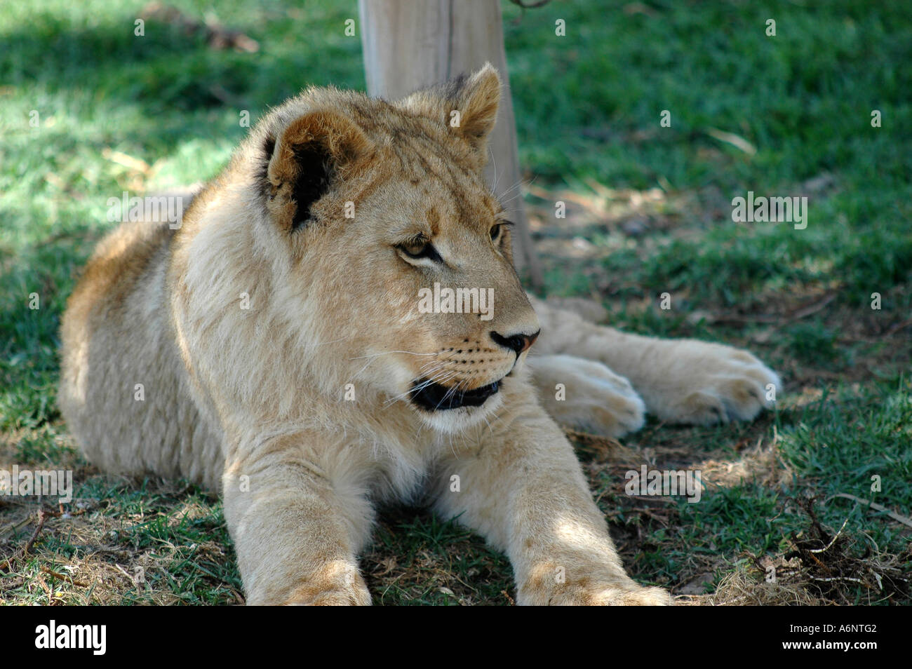 lion cub resting Stock Photo