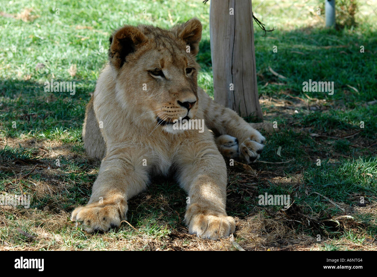 lying lion cub Stock Photo