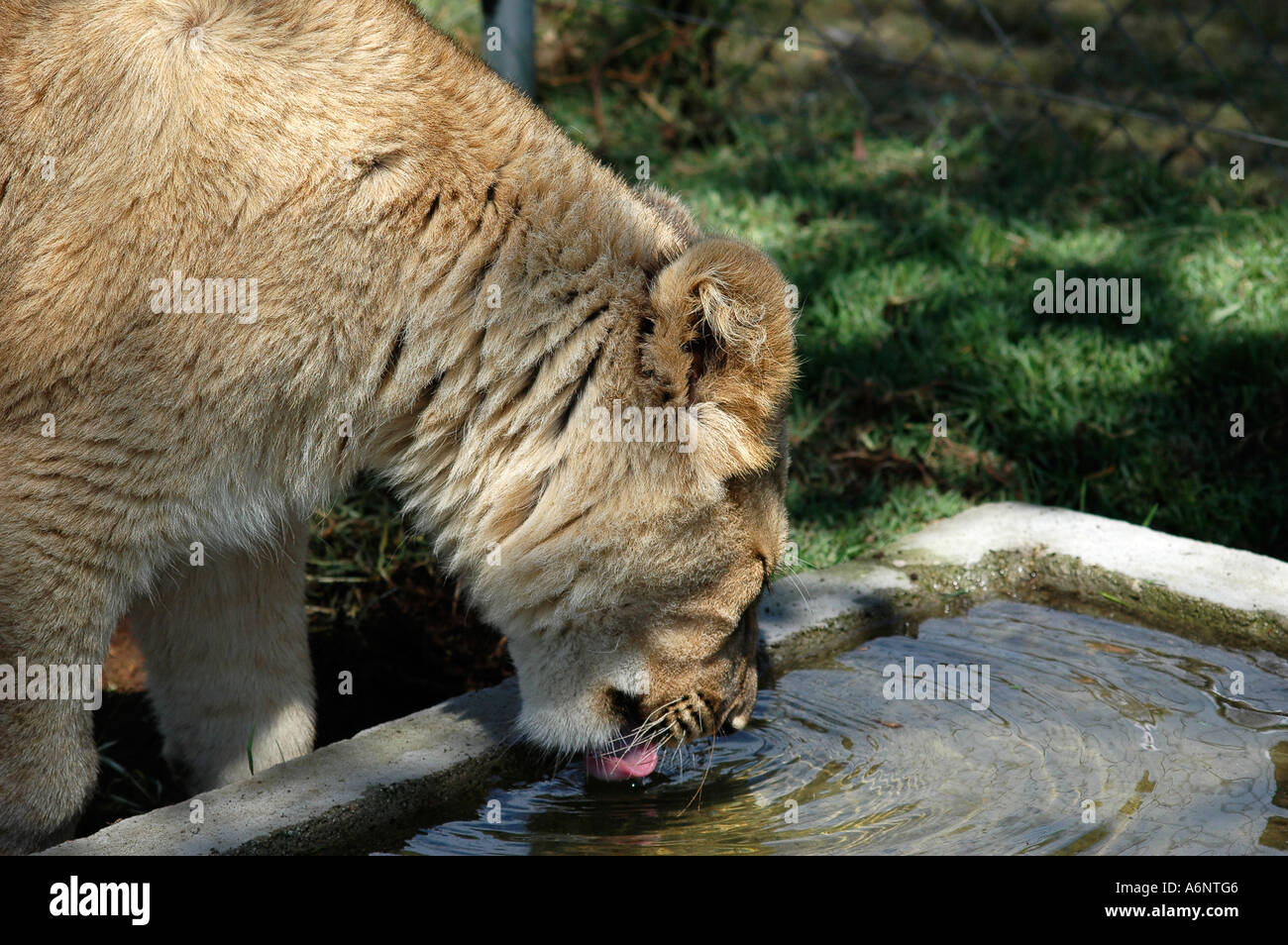 Lion cub drinking Stock Photo