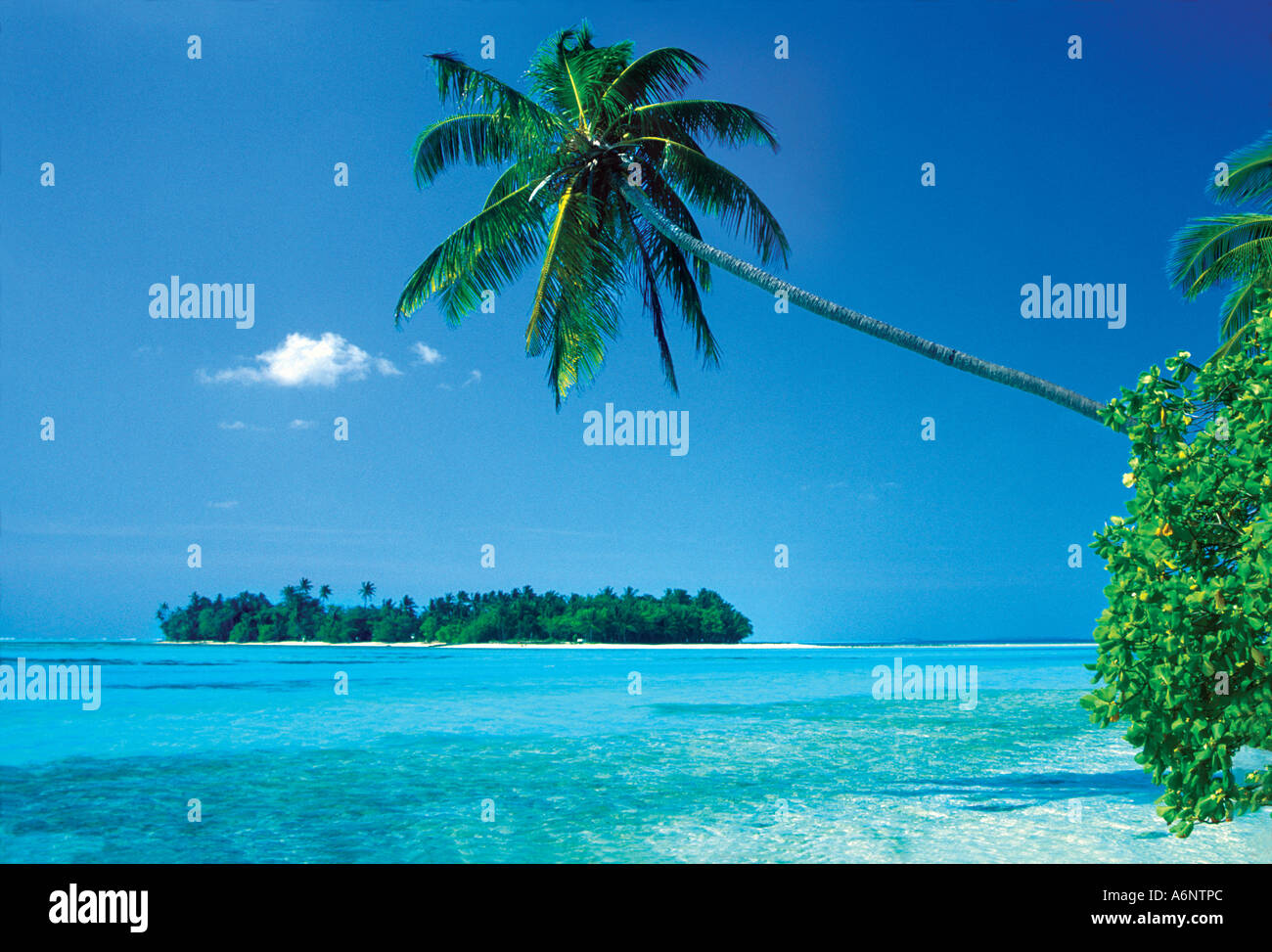 tropical island beach with palm trees Maldives Indian Ocean Stock Photo